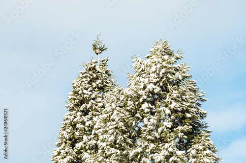 green pine trees covered in snow under blue cloudy sky on a winter morning 