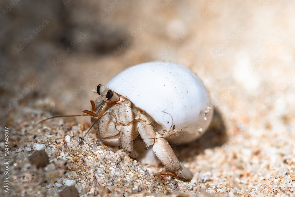 Hermit crab. Sri Lanka.
