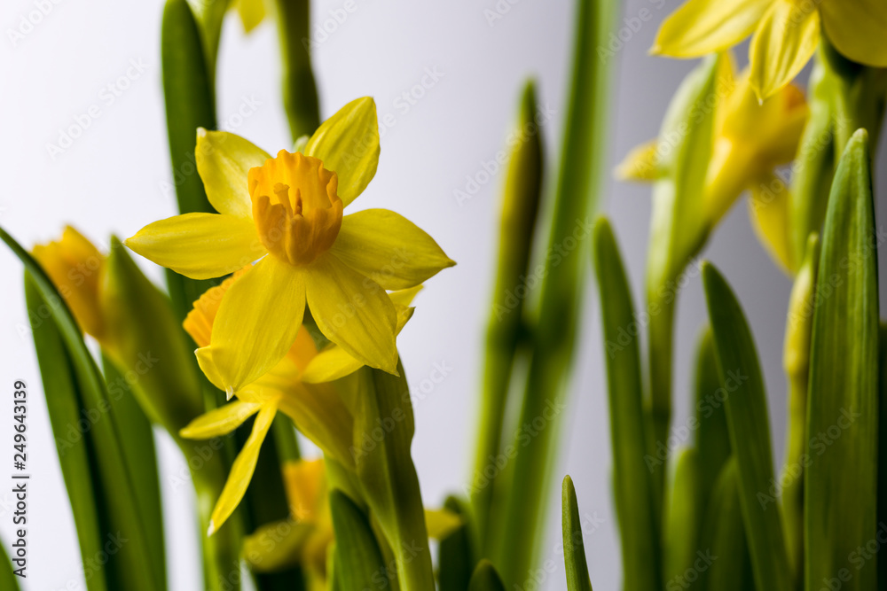 The first spring flowers are daffodils. Several flowers with stems and leaves on a white background. On one flower are clearly visible stamens and pistil. The first spring flowers are daffodils. Several flowers with stems and leaves on a white background. On one flower are clearly visible stamens and pistil.