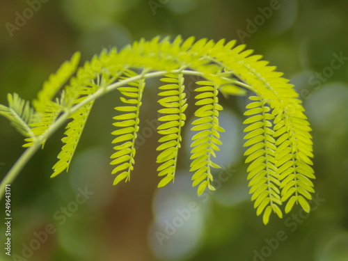 ฺGreen Leaves of White Leadtree, Wild Tamarind, Jumbay, White Popinac (Leucaena leucocephala), blooming on branch with nature blurred background. photo