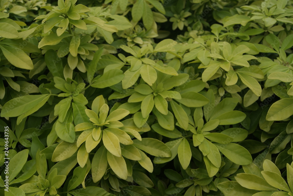 Fototapeta premium PLANTE VERTE