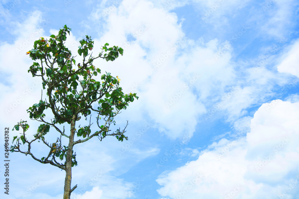 Lonely tree against on The sky and clouds and copy space Lonely tree against on The sky and clouds and copy space