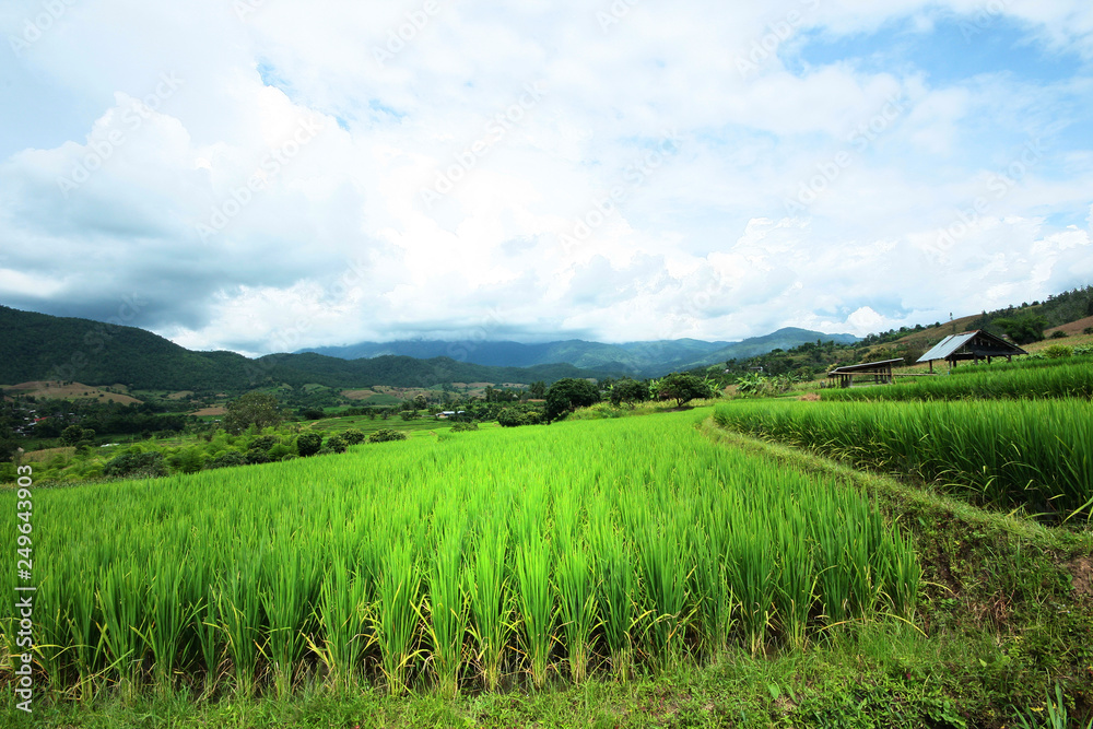 Beautiful Landscape of Fresh green rice fields on terraced and rice plantations in sunlight at Chiangmai province , North of thailand Beautiful Landscape of Fresh green rice fields on terraced and rice plantations in sunlight at Chiangmai province , North of thailand