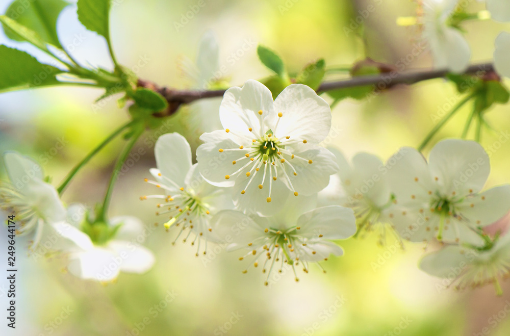 Obraz premium Flowers of the cherry blossoms on a spring day. Cherry blossom looming near a tree trunk with beautiful pastel background. Amazing elegant artistic image nature in spring. Shallow depth of focus