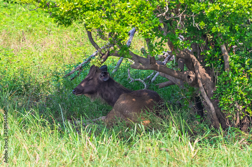 Sambar deer. Yala National Park. Sri Lanka.