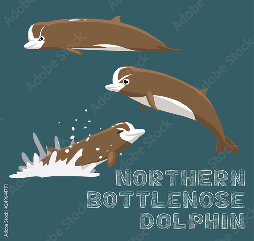 Northern Bottlenose Dolphin Cartoon Vector Illustration