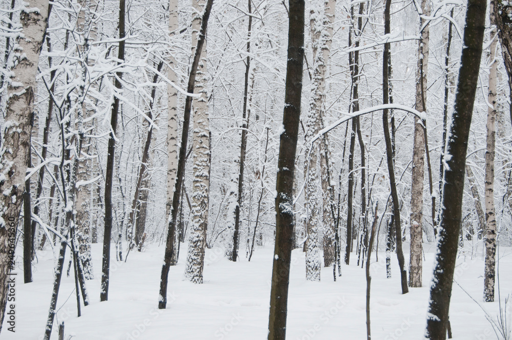 Fototapeta premium Winter landscape with a park