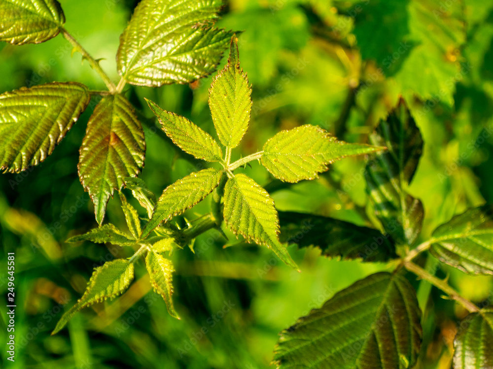 Summer leaves Summer leaves