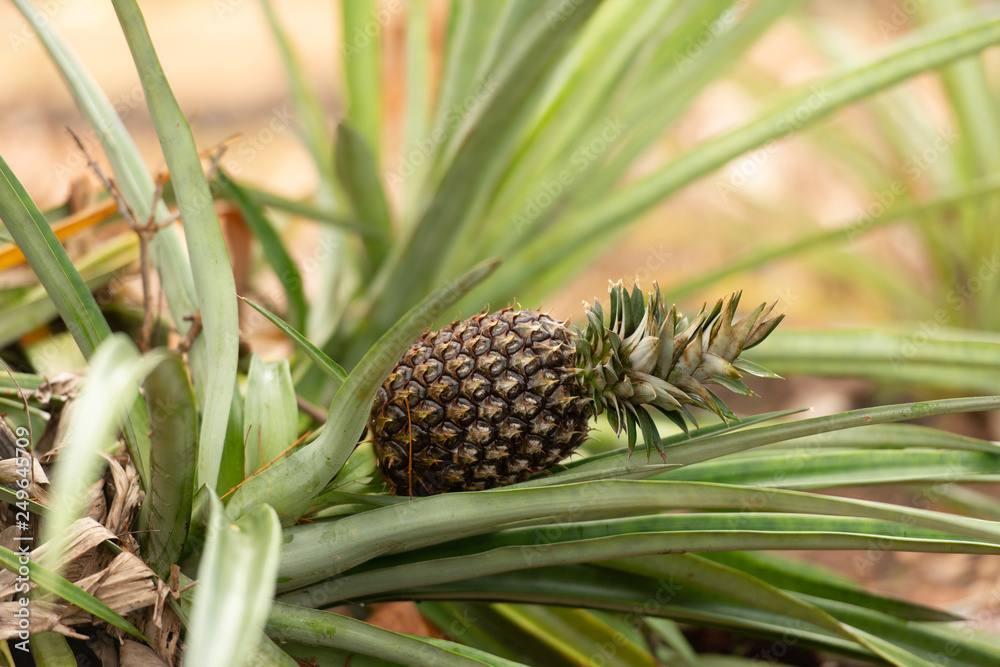 Fototapeta premium pineapple