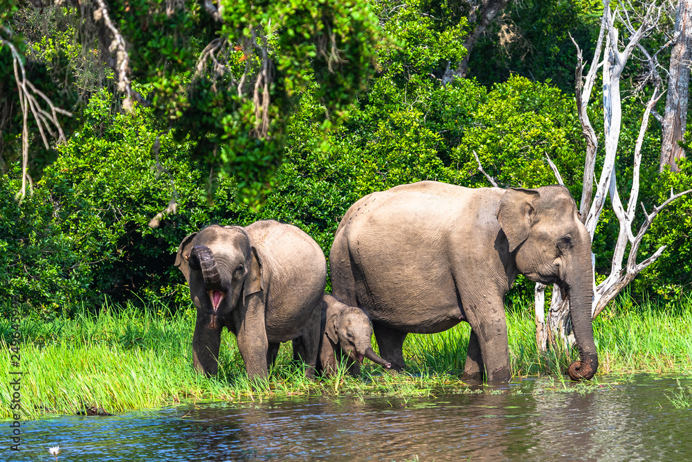Fototapeta premium Asian elephant. Yala National Park. Sri Lanka.