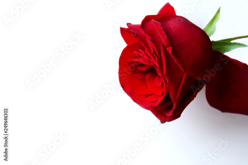 Fototapeta Naklejka Na Ścianę i Meble -  赤い薔薇の花