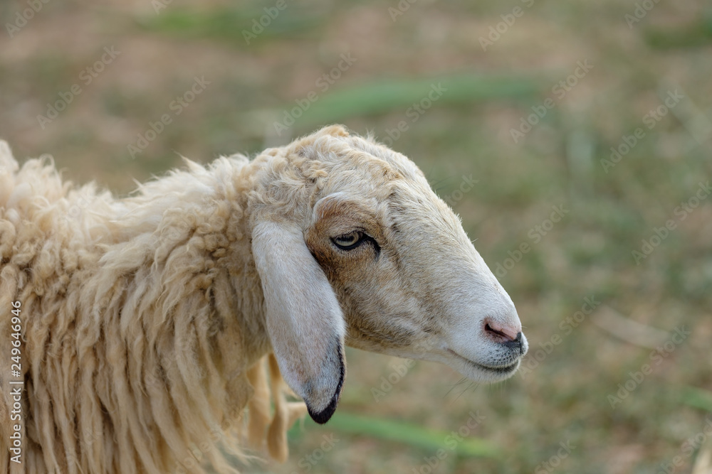 close up the sheep close up the sheep