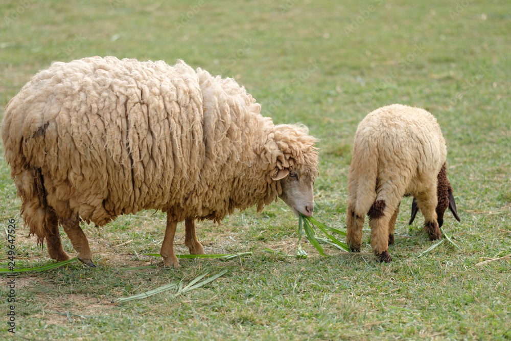 sheep in a field