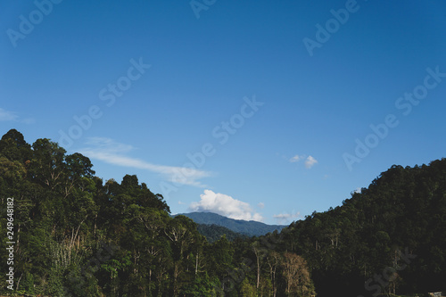 Lush jungle rainforest with clear blue sky in the background - image