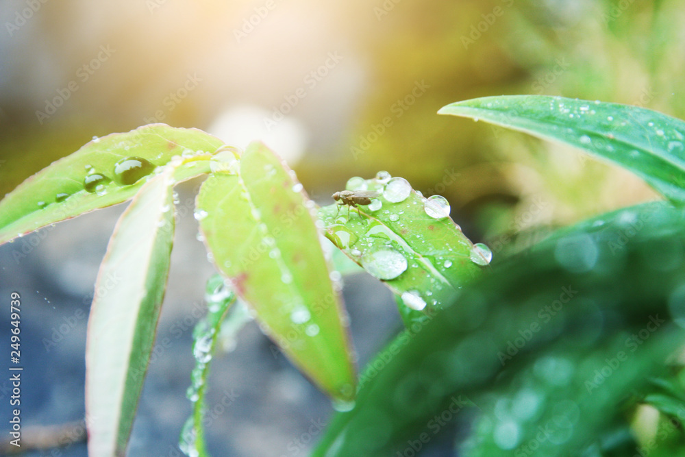 Dew drops on the fresh grass in natural sunlight in the morning after the rain Dew drops on the fresh grass in natural sunlight in the morning after the rain