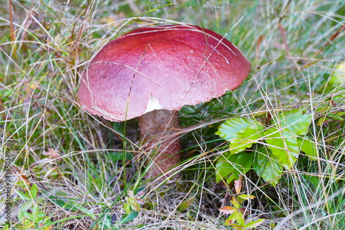 mushroom in the forest against the background of grass and forest
