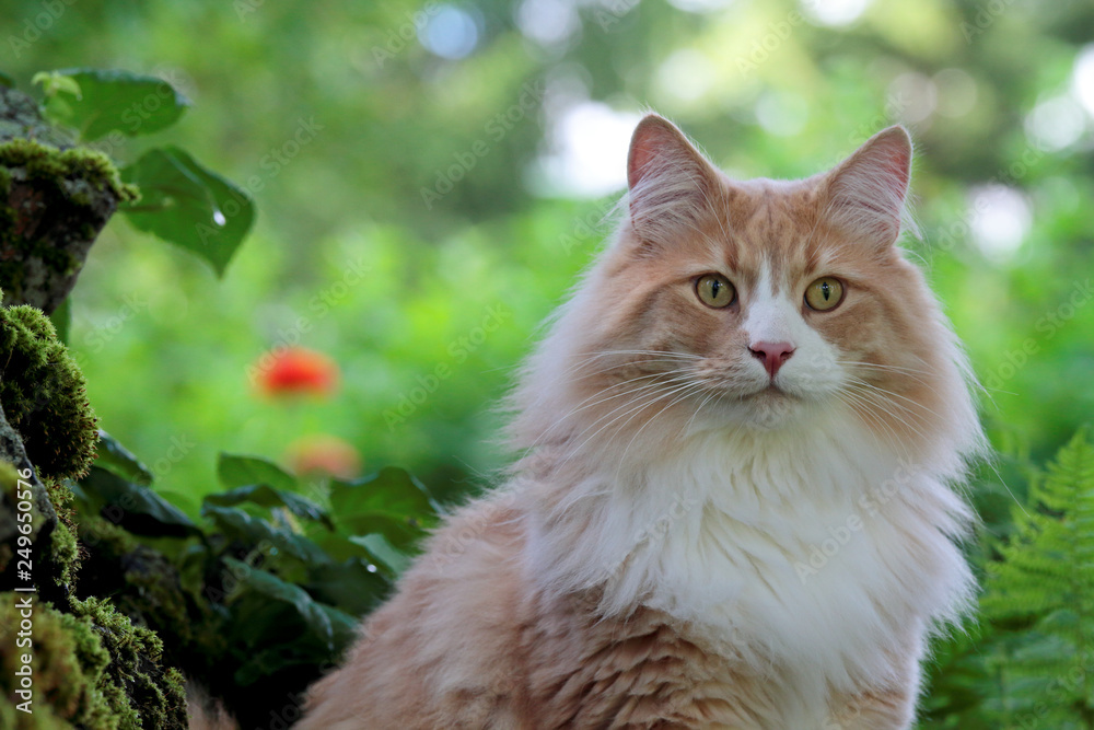 Norwegian forest cat with alert expression spending time in garden