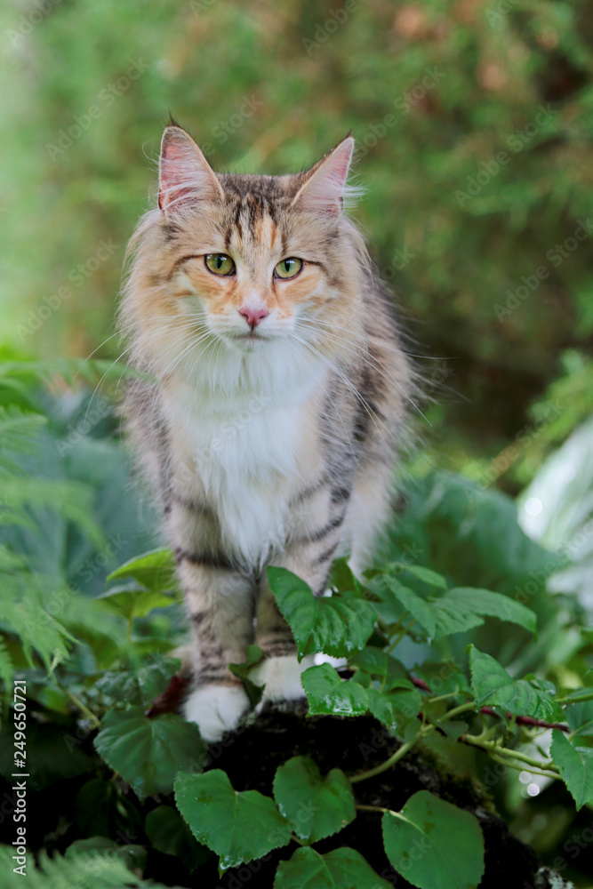 A beautiful norwegian forest cat standing on a stone in garden