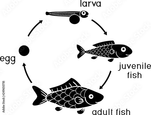 Life cycle of fish. Sequence of stages of development of fish from egg (roe) to adult animal