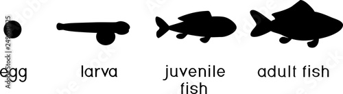 Life cycle of fish. Sequence of stages of development of fish from egg (roe) to adult animal