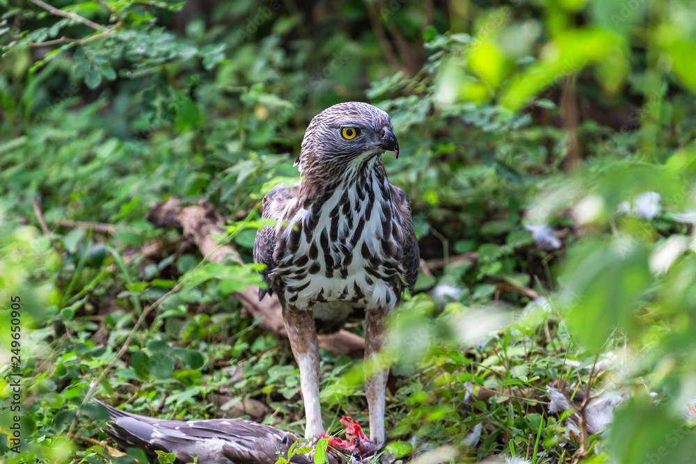 Crested serpent eagle. Yala National Park. Sri Lanka. Crested serpent eagle. Yala National Park. Sri Lanka.