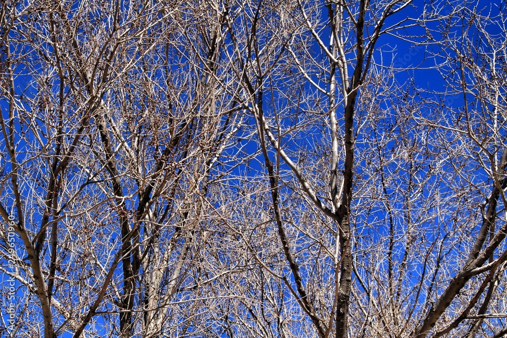 Dry branch texture under blue sky Dry branch texture under blue sky