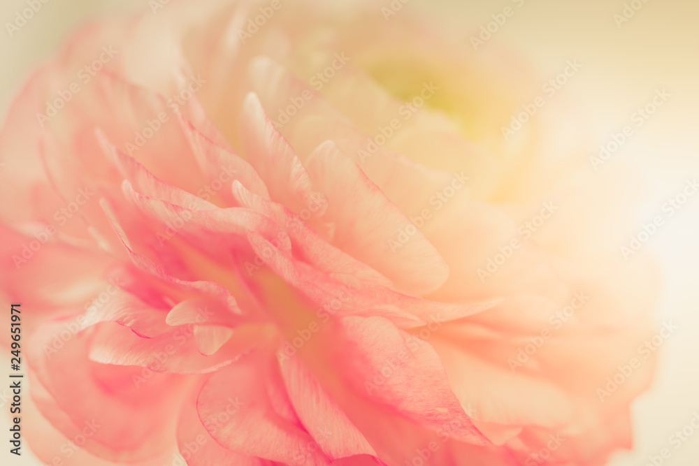 Beautiful flower background. Pink ranunculus flower. Macro.