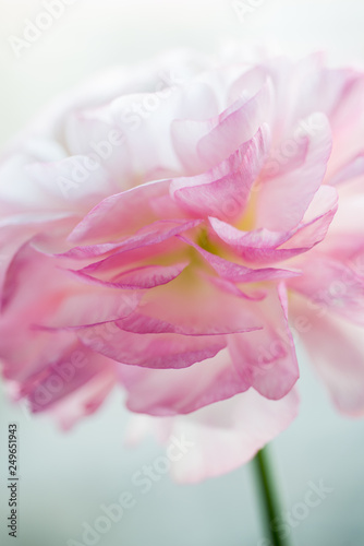 Beautiful flower background. Pink ranunculus flower. Macro. © Iuliia