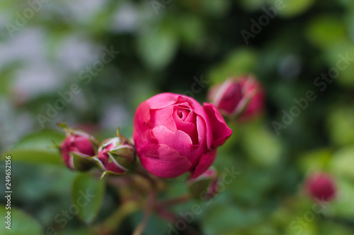 pink rose in the garden