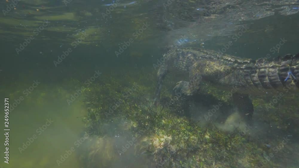 Predator in water, wild Alligator American saltwater crocodile underwater extreme  slowmotion shot