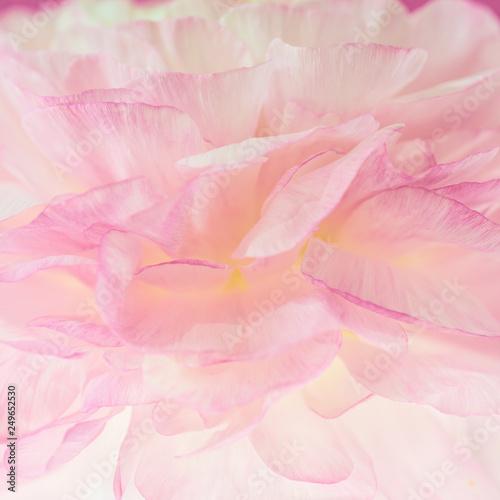 Beautiful flower background. Pink ranunculus flower. Macro.