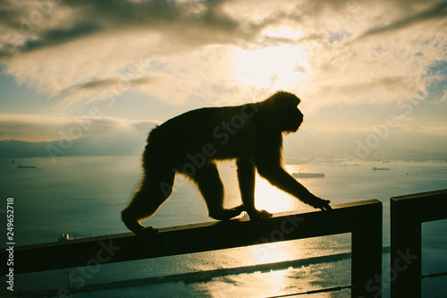 Silhouette of one of the famous monkeys of Gibraltar at sunset. Several macaques living in the Rock Natural Reserve in Gibraltar, United Kingdom.