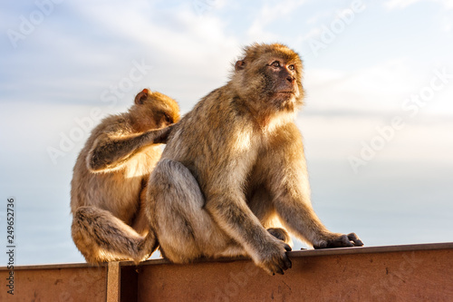 A couple of the famous monkeys of Gibraltar, grooming. Several macaques living in the Rock Natural Reserve in Gibraltar, United Kingdom.