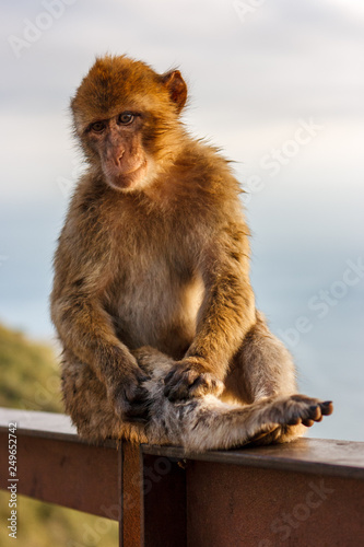 One of the famous monkeys of Gibraltar. Several macaques living in the Rock Natural Reserve in Gibraltar, United Kingdom. © Giulio