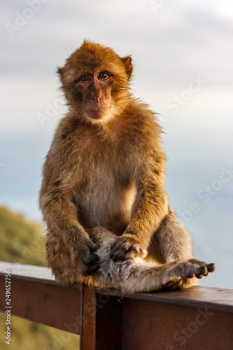 One of the famous monkeys of Gibraltar. Several macaques living in the Rock Natural Reserve in Gibraltar  United Kingdom.