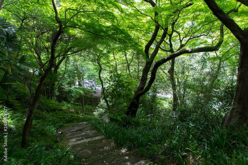 Obraz premium 犬山寂光院の新緑/愛知県犬山市