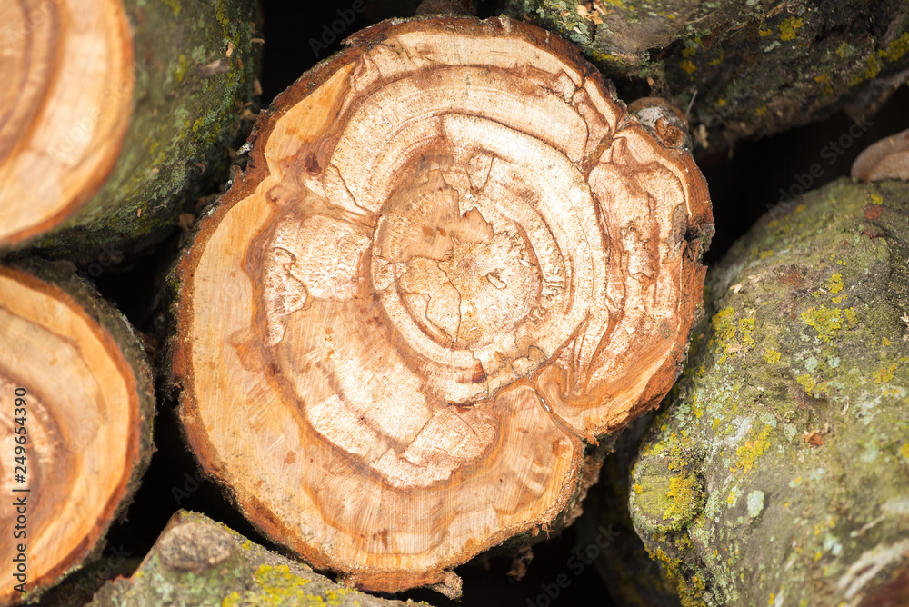 wooden logs stacked. cut tree brown firewood storage wooden logs stacked. cut tree brown firewood storage