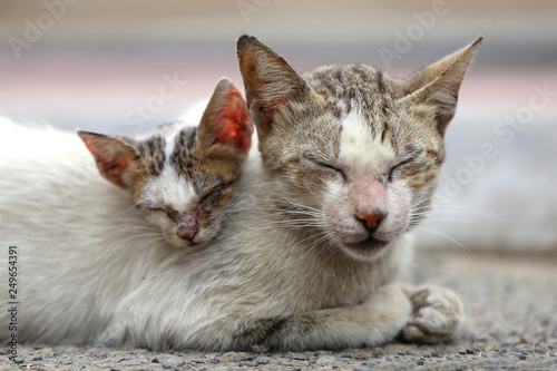 Photography Vagrant sick cats. Homeless wild cats on dirty street in Asia 