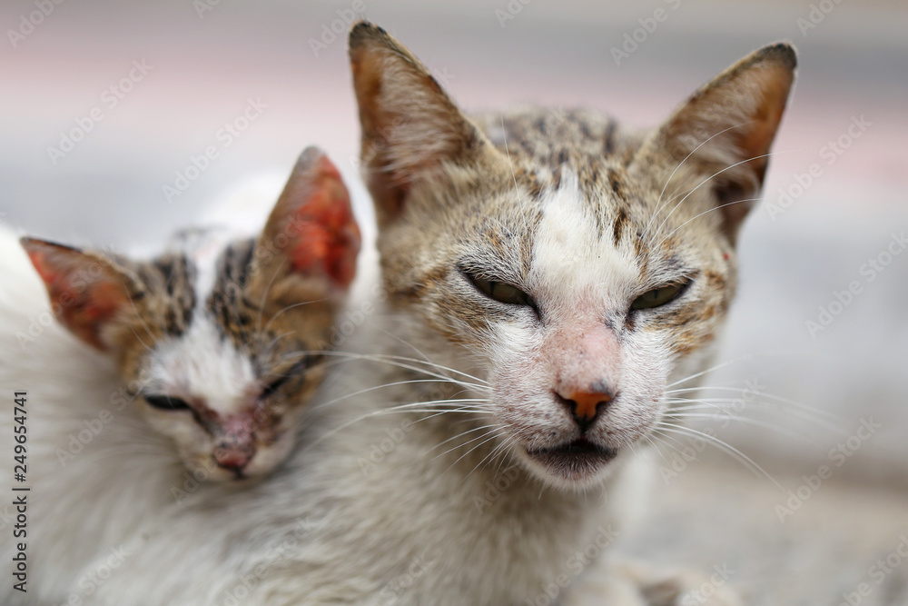 Vagrant sick cats. Homeless wild cats on dirty street in Asia 