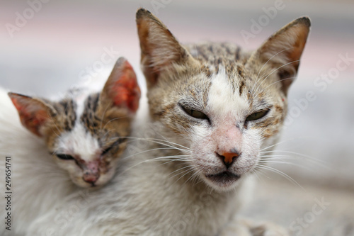 Vagrant sick cats. Homeless wild cats on dirty street in Asia 