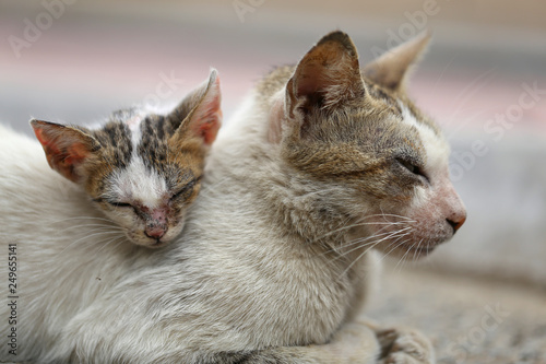 Photography Vagrant sick cats. Homeless wild cats on dirty street in Asia 