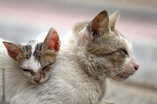 Photography Vagrant sick cats. Homeless wild cats on dirty street in Asia 