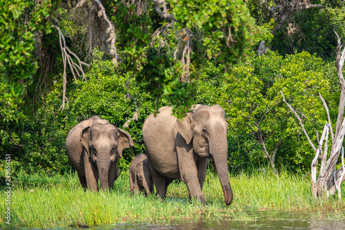 Asian elephant. Yala National Park. Sri Lanka.