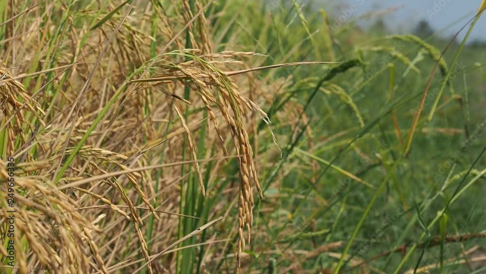 rice plant, green nature background, organic food rice plant, green nature background, organic food
