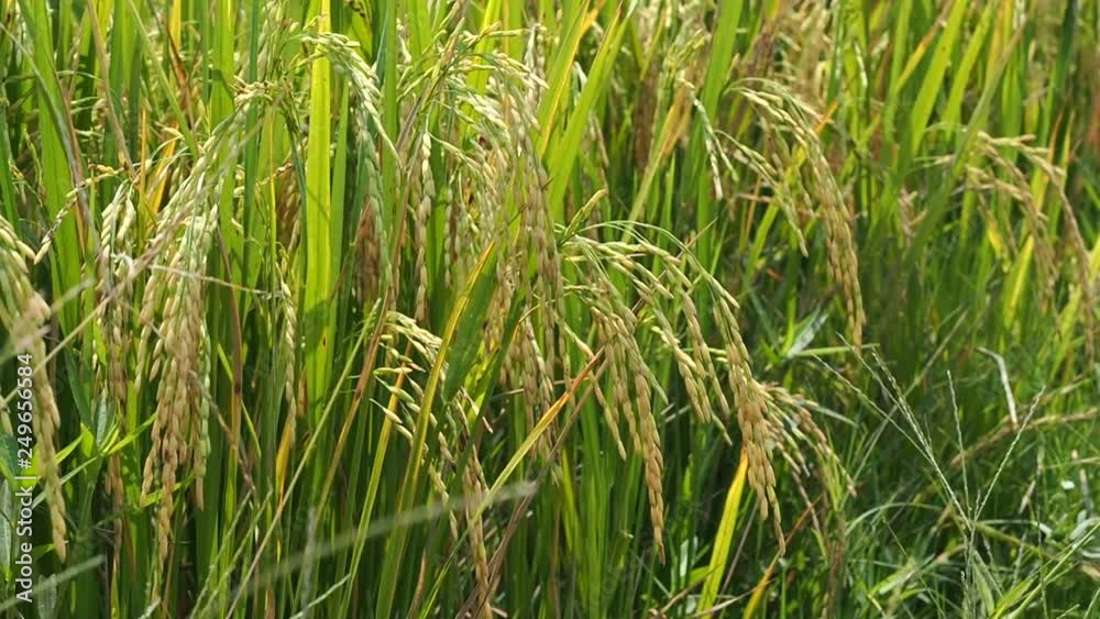 rice plant, green nature background, organic food rice plant, green nature background, organic food