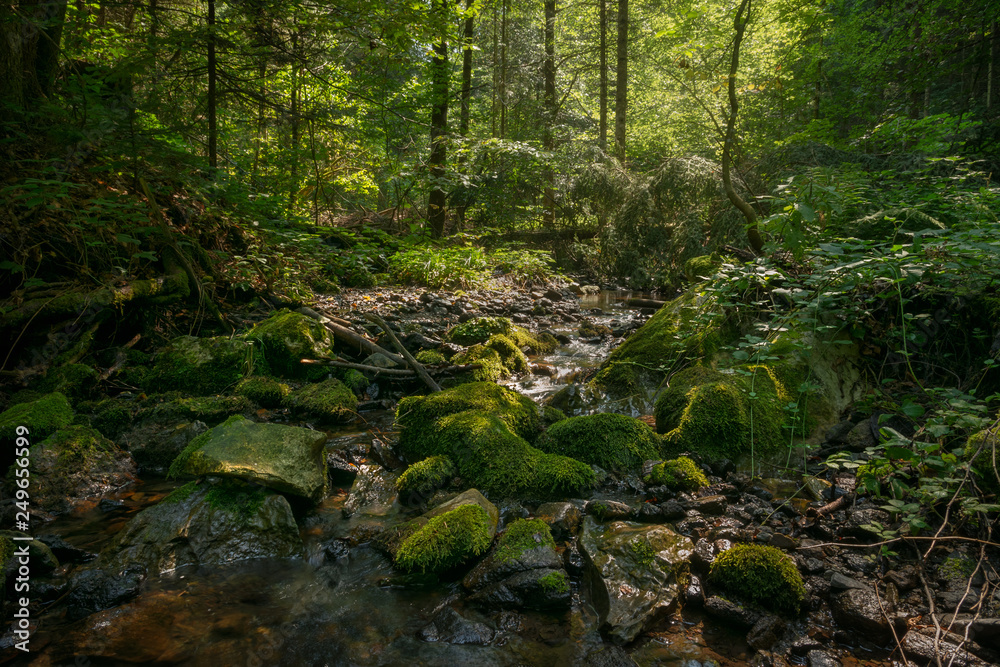 Forest stream with mossy rocks and sunlight through trees in Tara National park in Serbia