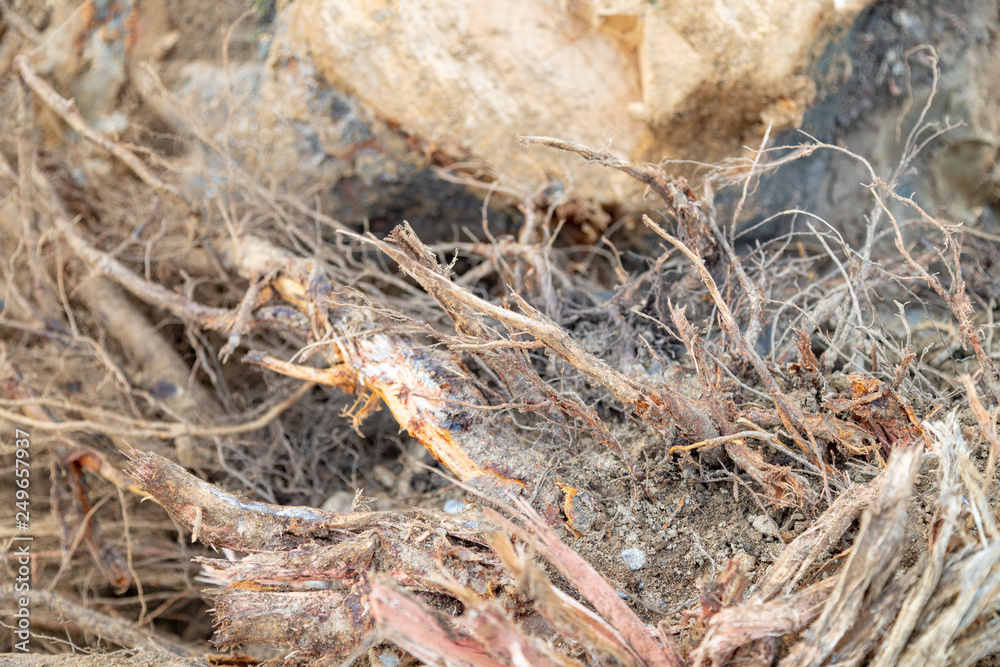 Destroyed tree roots Destroyed tree roots