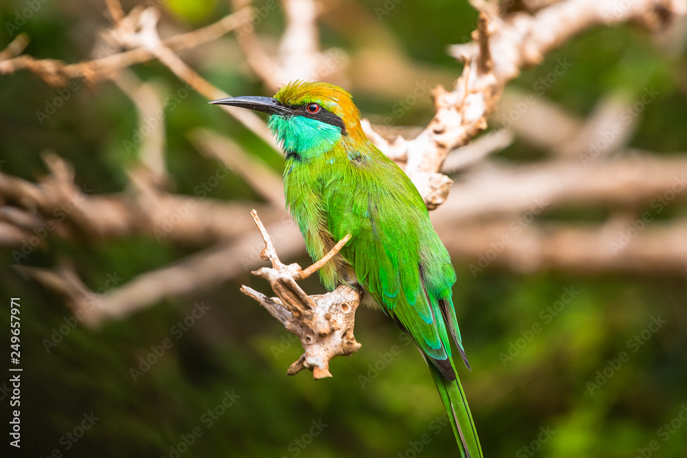 Fototapeta premium Green bee eater. Yala National Park. Sri Lanka.