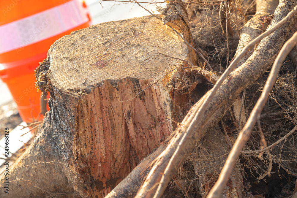 Obraz premium Destroyed tree roots