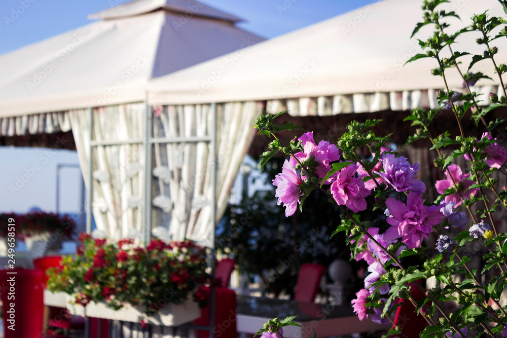 Cafe with tent by the Black sea, beautiful flowers, summer, clear weather